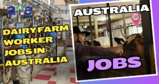 Dairy Farm Worker Jobs in Australia