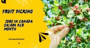 Fruit Picking Jobs in Canada Salary Per Month