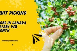 Fruit Picking Jobs in Canada Salary Per Month