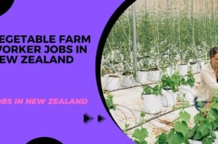 Vegetable Farm Worker Jobs in New Zealand